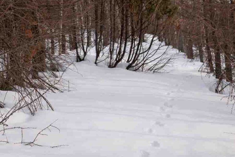 Fox Tracks A Guide To Identifying Their Paw Prints & More