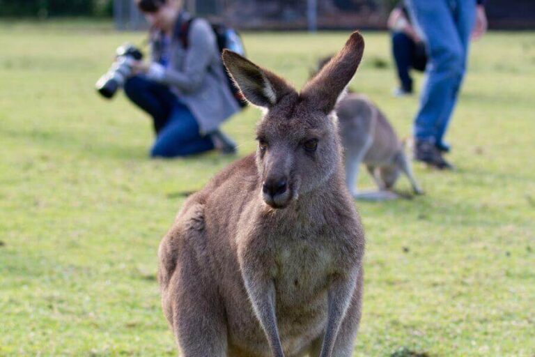 Are Kangaroos Dangerous? How They Attack People & Pets