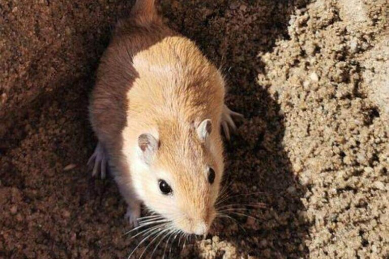 Desert Animals 34 Animals That Thrive In The Desert