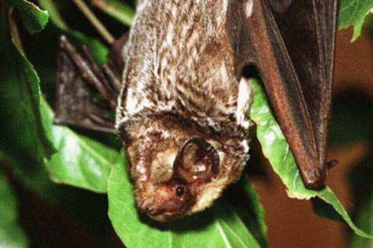 Hawaiian Animals 23 Most Common Animals In Hawaii