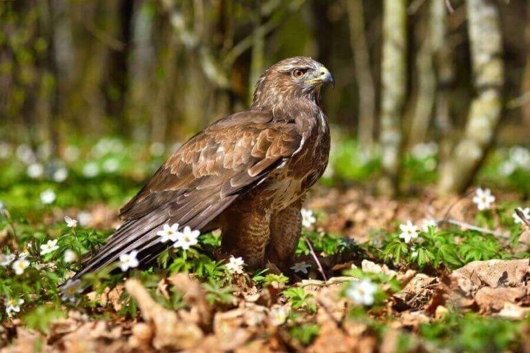 Hawks In Ohio The 9 Common Types To Look For