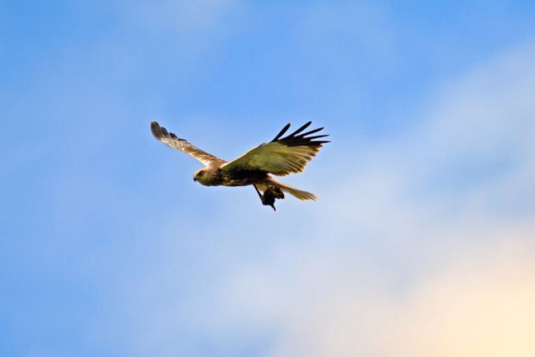 8 Common Hawks In New York (Facts & Where To Find Them)