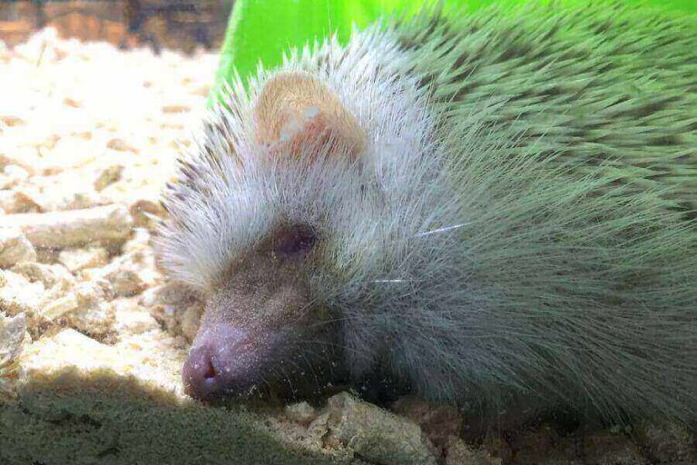 Animals That Sleep A Lot 21 Sleepiest Animals In The World