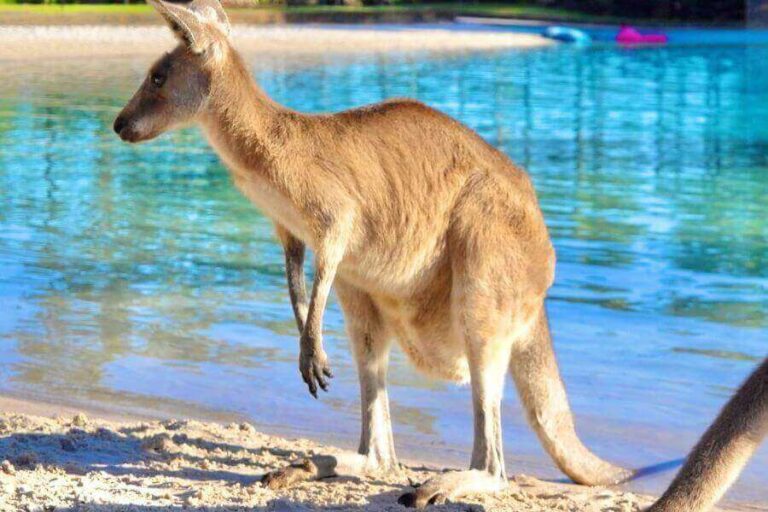 Do Kangaroos Drown People? (Avoid Them In Water)
