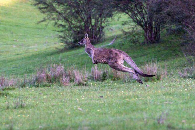 How High & Far Can Kangaroos Jump? (How They Do It)
