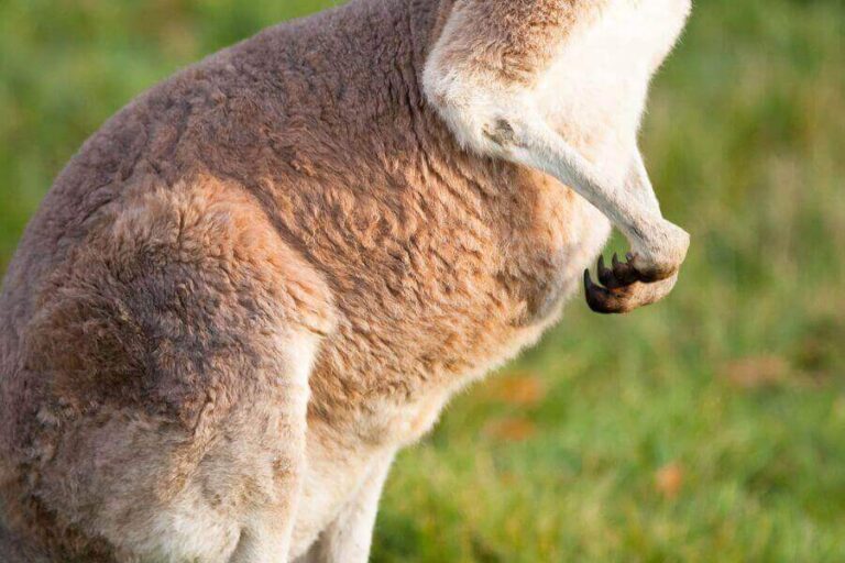 Kangaroo Paws & Claws How They Use Them To Fight & More
