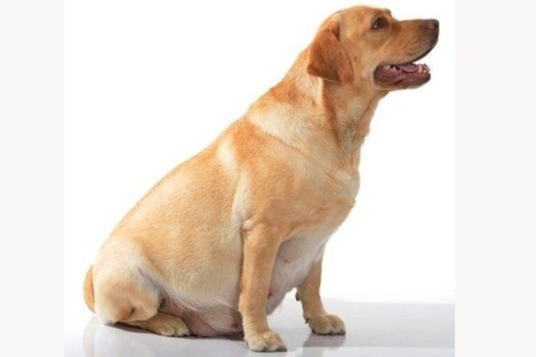 Is Your Pregnant Dog Panting? (6 Reasons Why & What To Do)