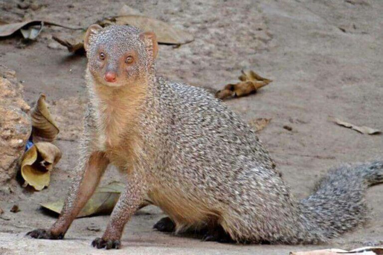 Hawaiian Animals 23 Most Common Animals In Hawaii