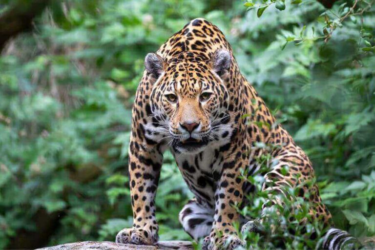 Jaguar Vs Mountain Lion 5 Key Differences Explained