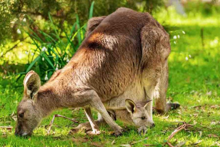 Kangaroo Size How Big They Get & What Makes Them Grow