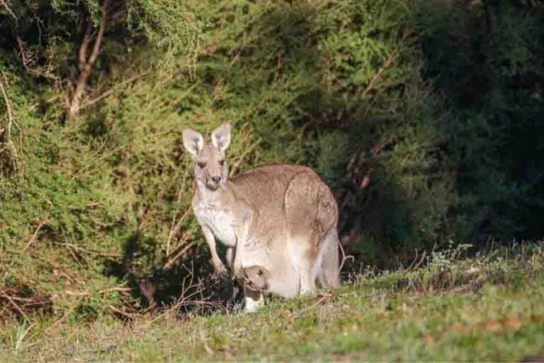 Kangaroo Pouch Facts What They Are & What’s Inside
