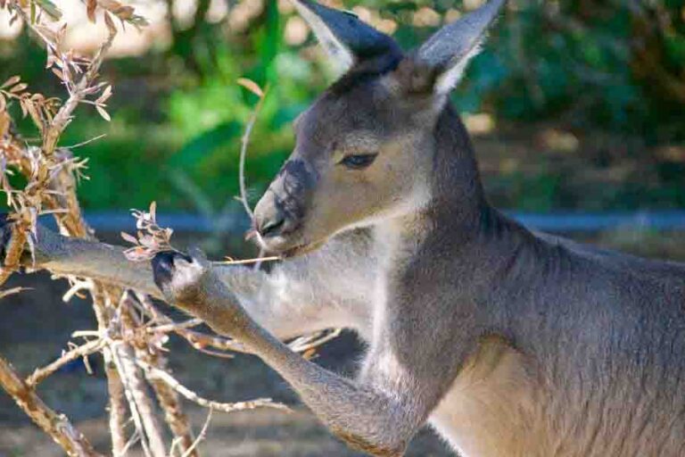 How High & Far Can Kangaroos Jump? (How They Do It)