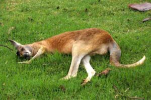 How Do Kangaroos Sleep? (Sleeping Habits & Patterns)