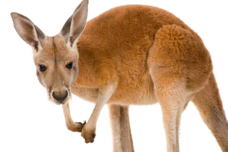 Are Kangaroos Dangerous? How They Attack People & Pets