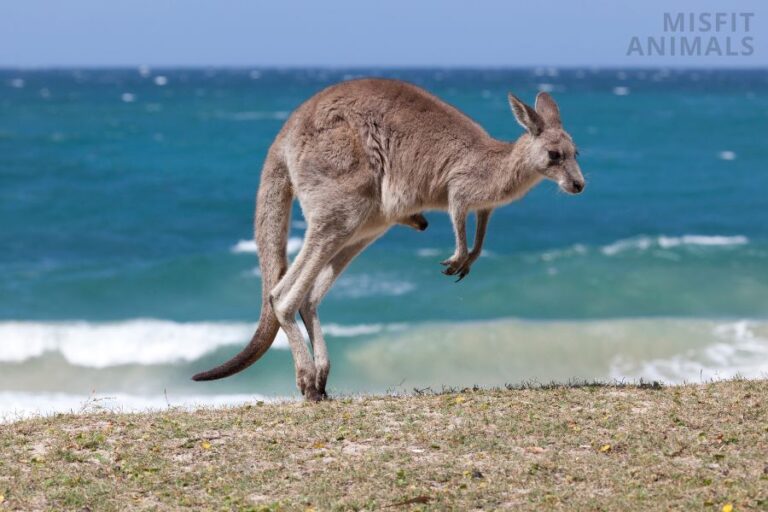 How High & Far Can Kangaroos Jump? (How They Do It)