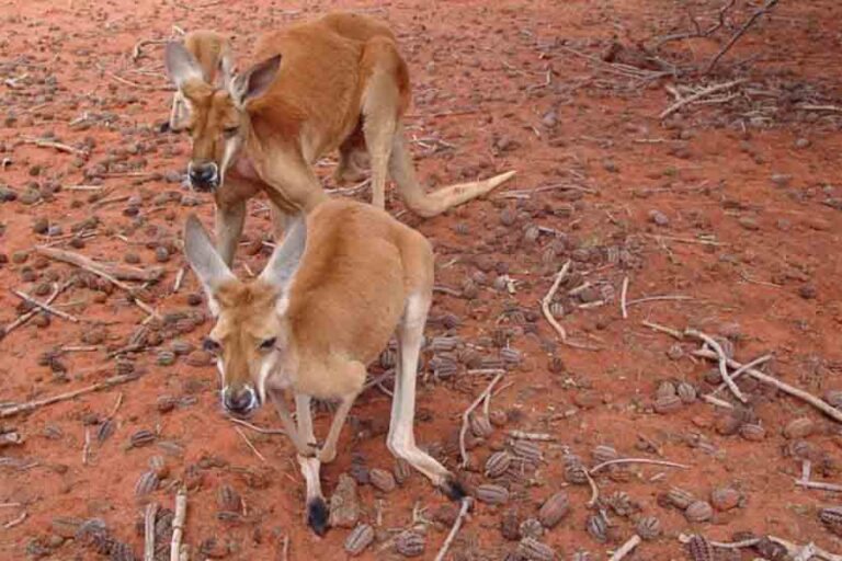 Where Do Kangaroos Live? The Natural Habitat Of Kangaroos