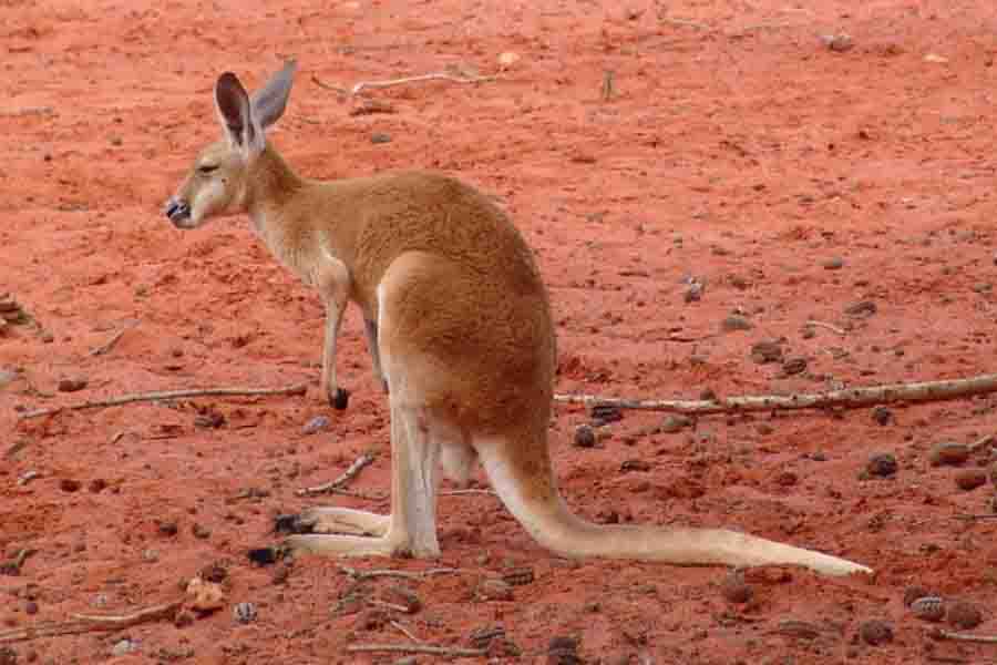 Kangaroo Lifespan How Long Do Kangaroos Live 