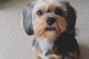 Teacup King Charles Cavalier Spaniel: Do They Exist?