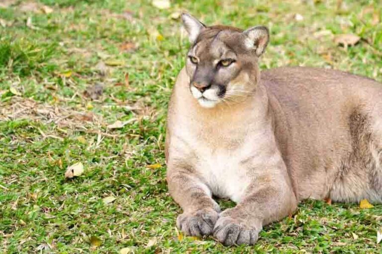 Mountain Lions In Are They Around?