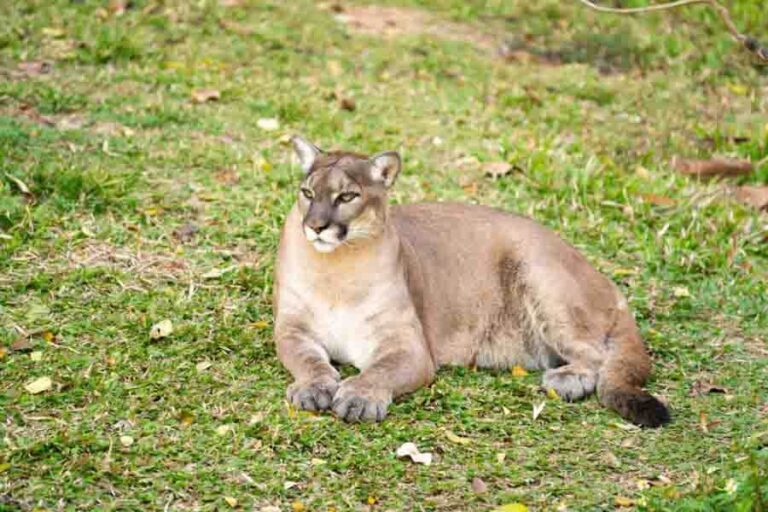 Where Do Mountain Lions Live? Are They Threatened? Misfit Animals