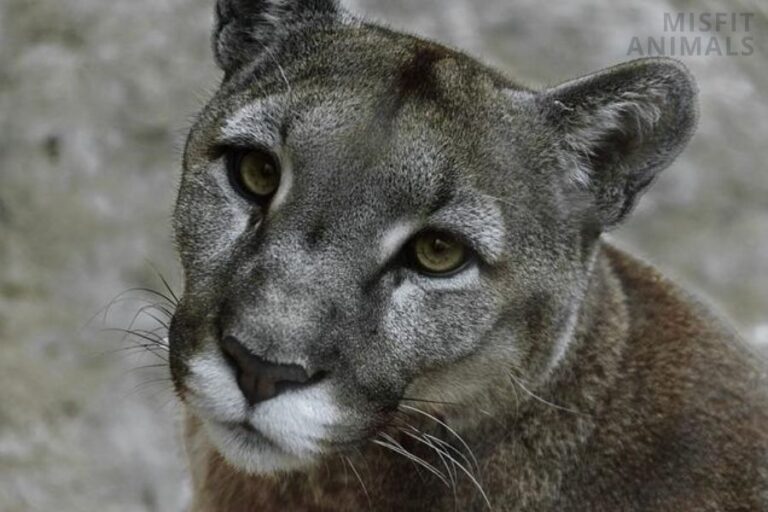 Mountain Lions In Are They Around?