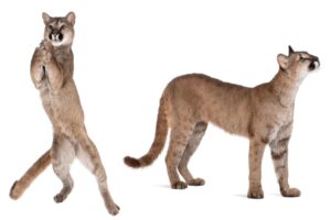 Mountain Lion Size Comparison: How Big Are They Really?