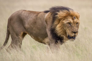 Mountain Lion Vs. Lion: 11 Key Differences Misfit Animals