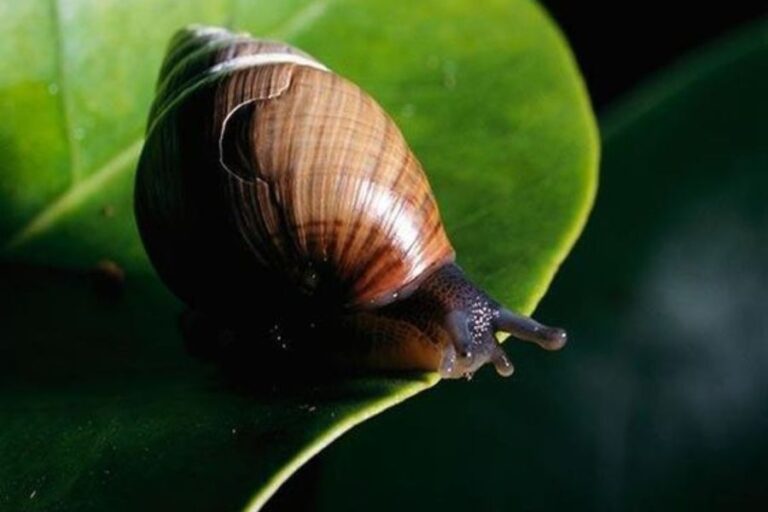 Hawaiian Animals 23 Most Common Animals In Hawaii