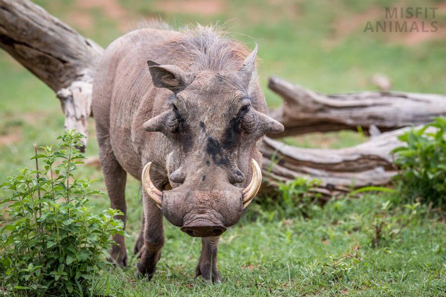 19 Omnivore Animals Examples Facts Pictures