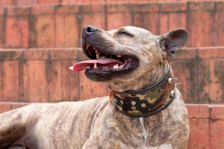 Is Your Pregnant Dog Panting? (6 Reasons Why & What To Do)