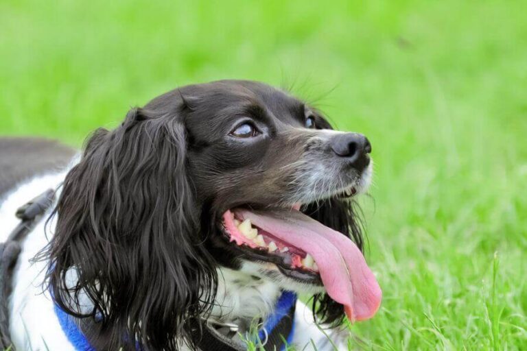 Is Your Pregnant Dog Panting? (6 Reasons Why & What To Do)