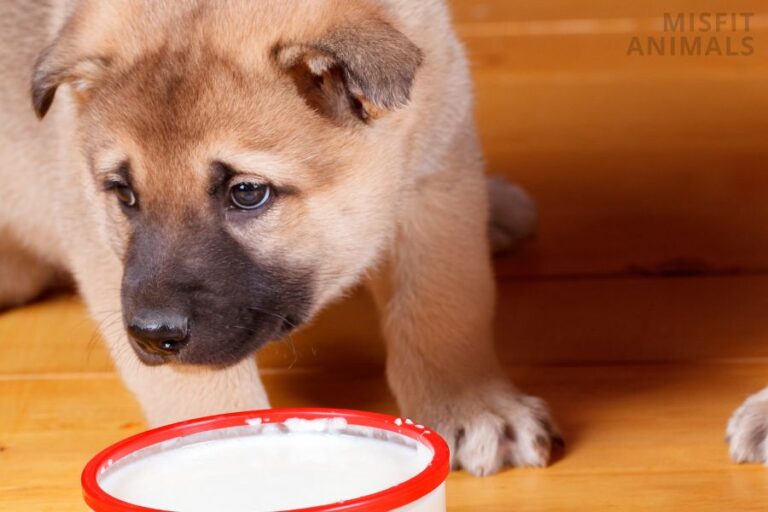 Why Is My Puppy Whining While Eating? (Why & What To Do)