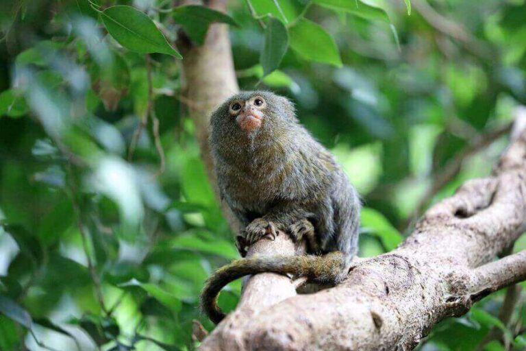 Weakest Animals 15 Animals That Barely Survive