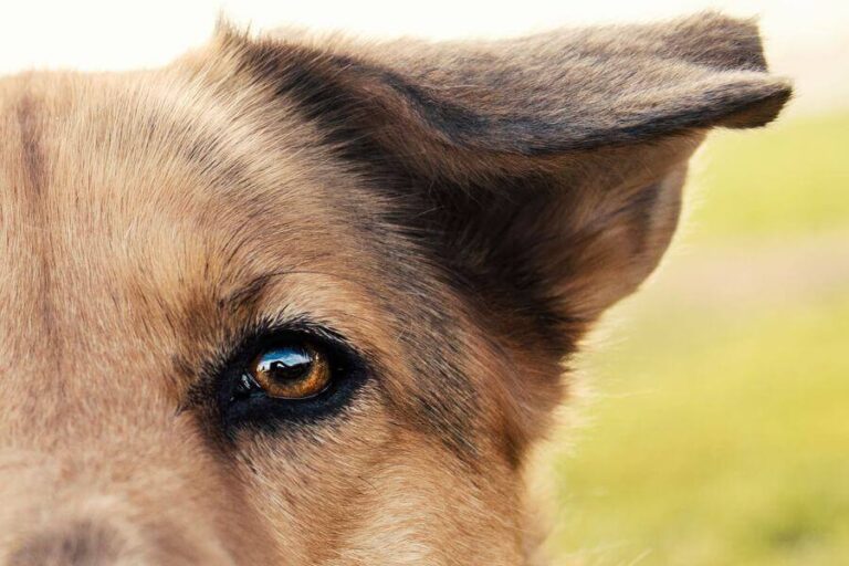 Why Does My Dog Have Spots On Its Ears? (What To Look For)