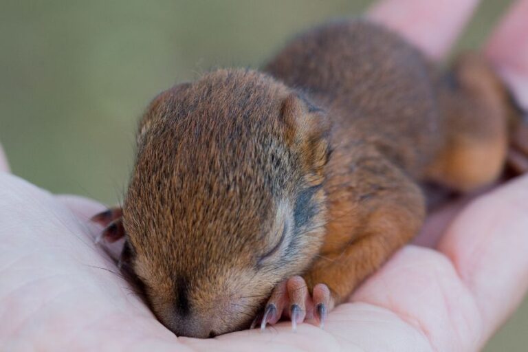 animals-that-sleep-a-lot-21-sleepiest-animals-in-the-world