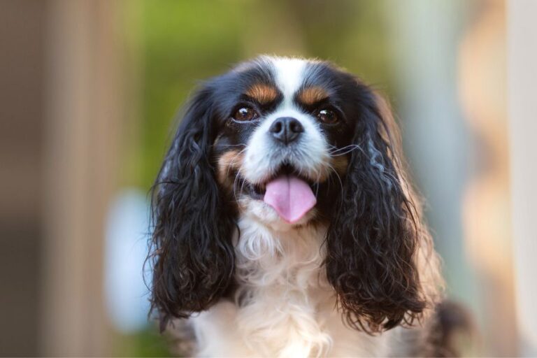 Cavalier King Charles Spaniel Price Complete Cost Guide