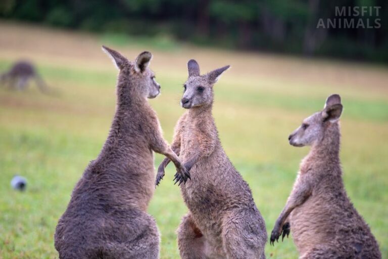 Where Do Kangaroos Live? The Natural Habitat Of Kangaroos