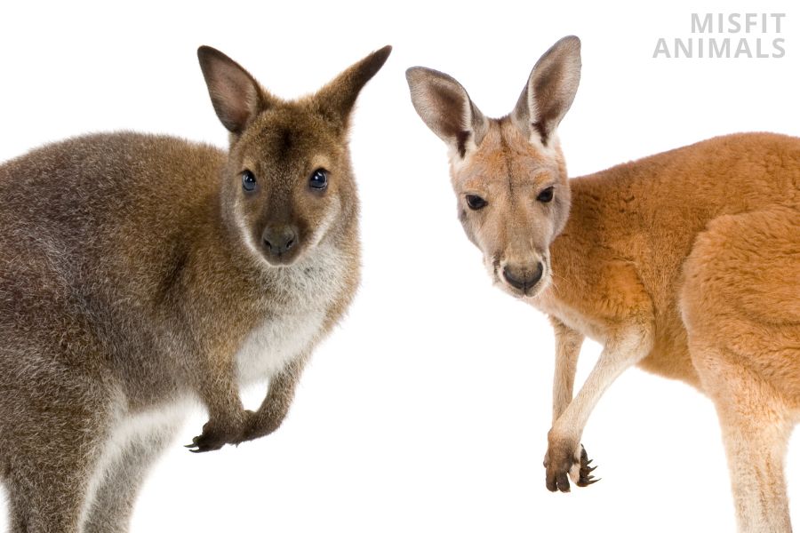 What Is The Difference In A Wallaby And A Kangaroo At Rebecca Guay Blog