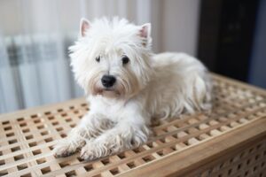 Westie Grooming 101: Brushing, Bathing, Hair Cuts & More