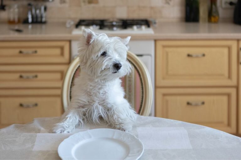 West Highland Terrier Price What Do They Cost?