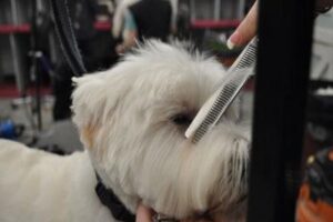 Westie Grooming 101: Brushing, Bathing, Hair Cuts & More