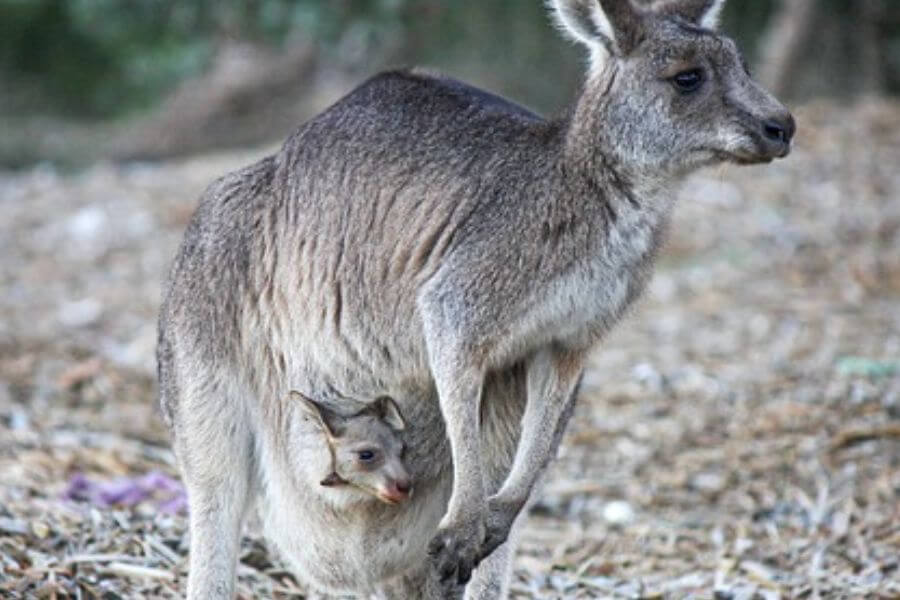 What Are Six Months Old Kangaroos Like