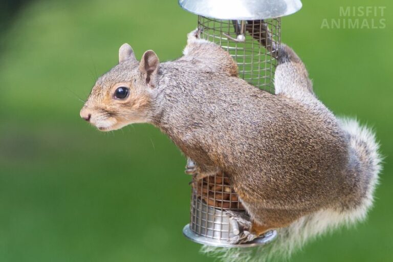 What Are Squirrels Good For? 5 Surprising Benefits