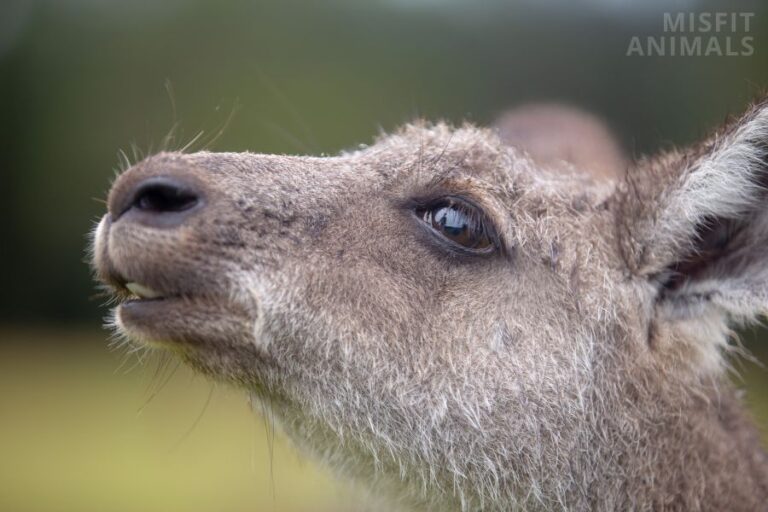 Kangaroo Sounds What Vocalizations Do They Make & Why?