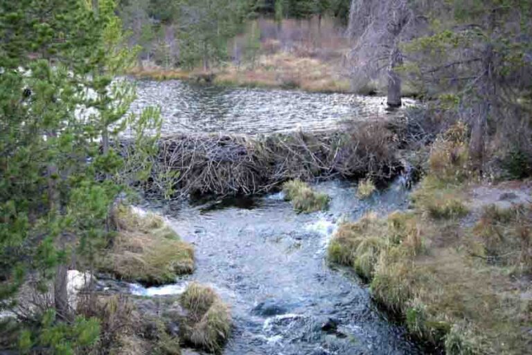 The Beaver Dam How & Why Do Beavers Build Dams?
