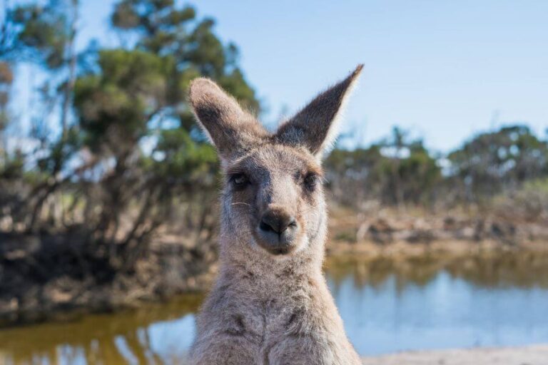 Do Kangaroos Drown People? (Avoid Them In Water)