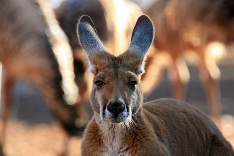 Where Do Kangaroos Live? The Natural Habitat Of Kangaroos