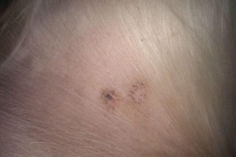 Black Spots On Dogs’ Skin Should You Worry? (Main Causes)
