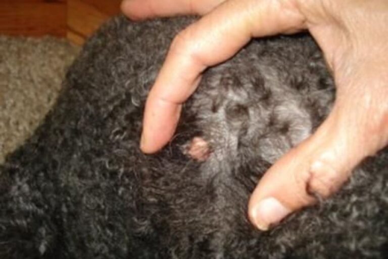 Bumps And Lumps On Dogs’ Tails 7 Causes & Treatment