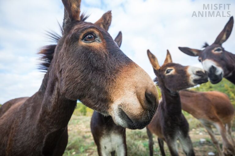 Energetic Animals 11 Of The Most Hyperactive Animals